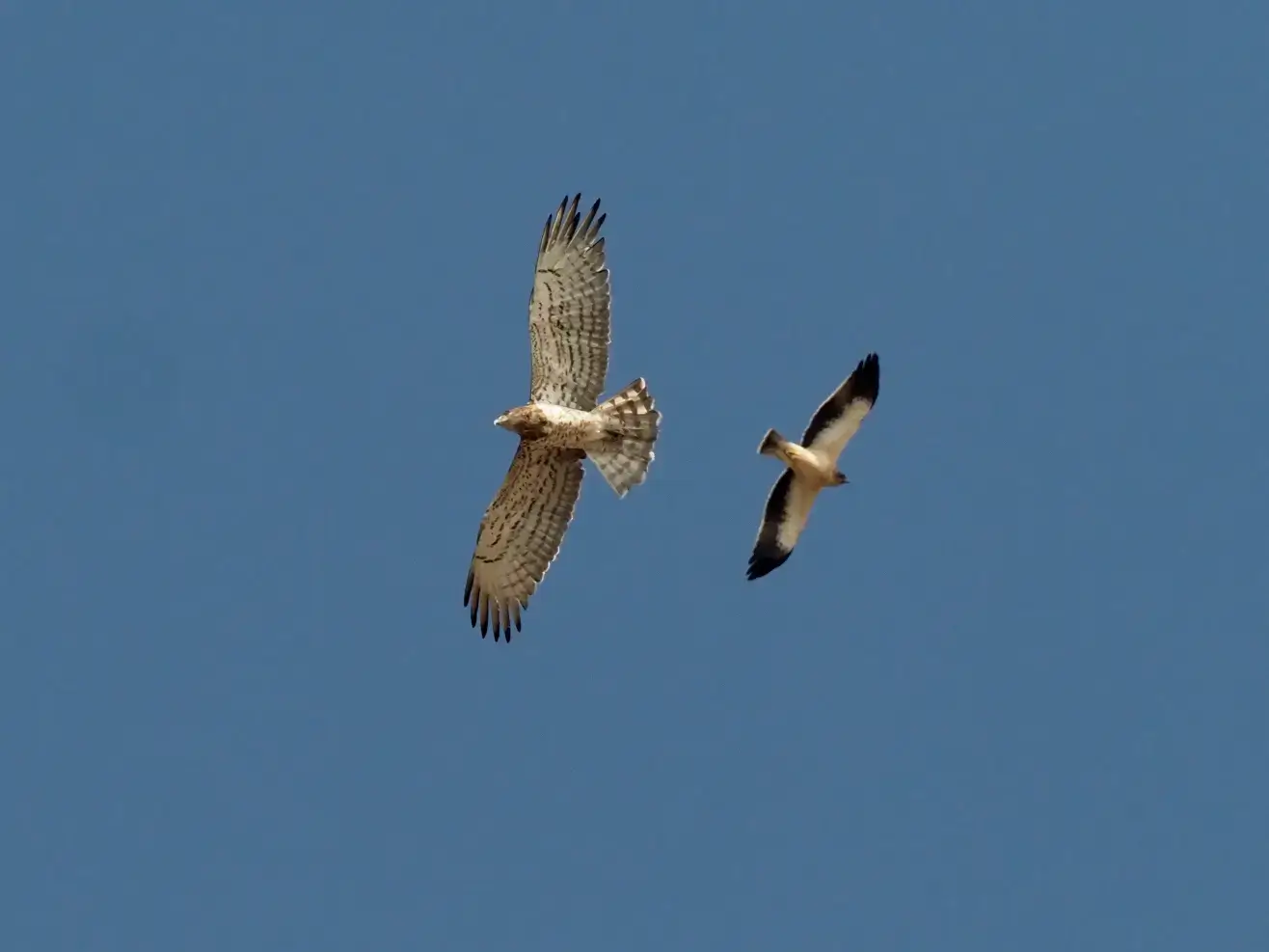 Bushchat Spanish Holiday Home Sotogrande (25)