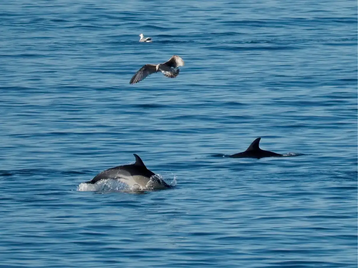 Dolphin Watching - Bushchat Spanish Holiday Home Sotogrande (38)
