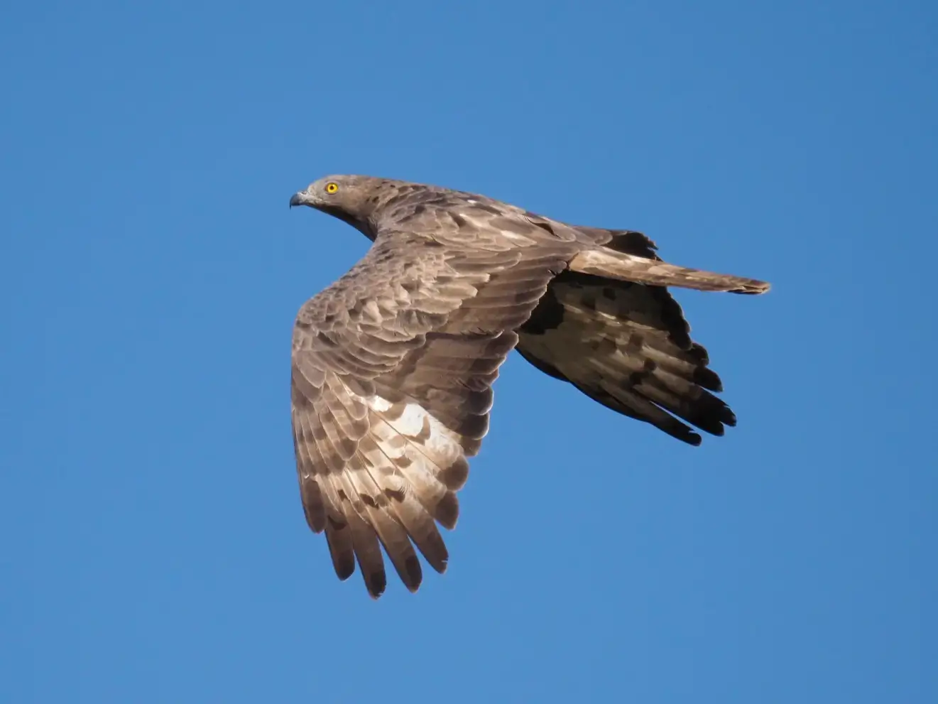 bird flying - Bushchat Spanish Holiday Home Sotogrande (40)