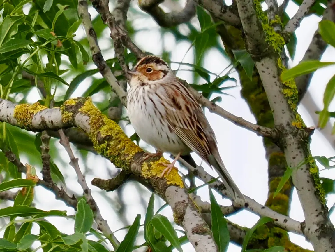 Spanish Birding Holidays in Sotogrande - bird 4