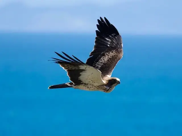 Spanish Birding Holidays in Sotogrande - bird 17